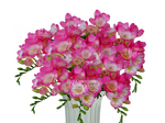 Фрезия розовая